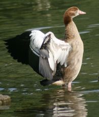 Junge-Nilgans-040.jpg